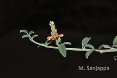 Indigofera oblongifolia